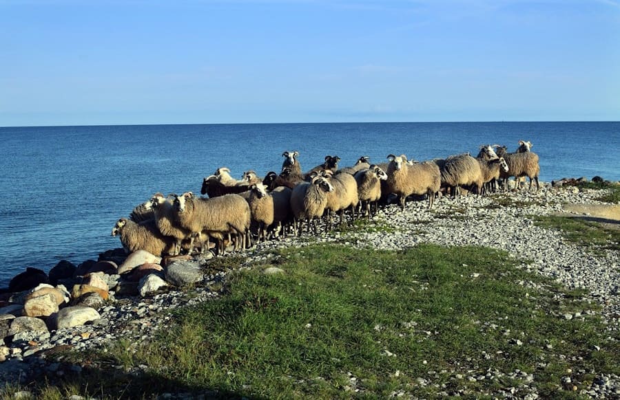 Gotländskt Lamm Gotländskt lamm har länge varit en symbol för svensk kvalitet och hållbart jordbruk. Uppfött på den kalkrika och natursköna ön Gotland, får lamm